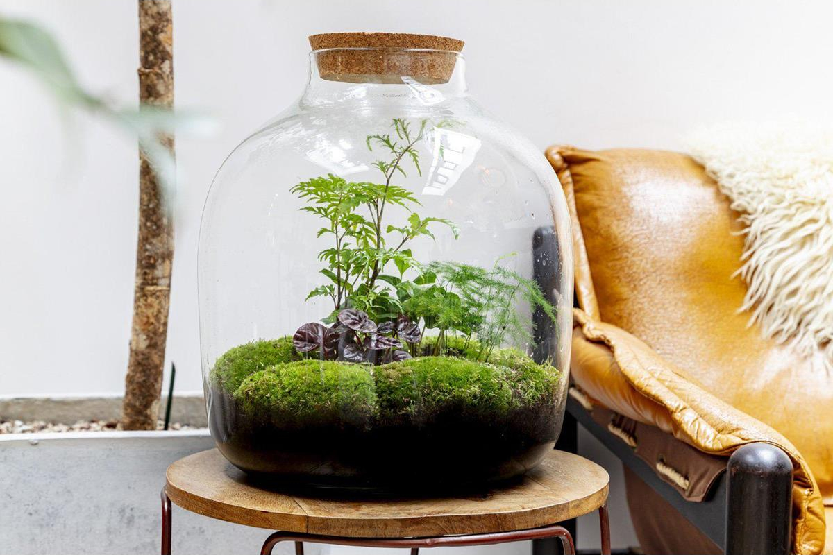 Planten